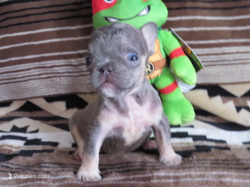 Raphaello – French Bulldog puppy for sale in Denver, CO