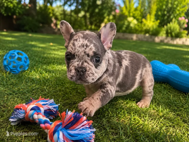Michael Angelo – French Bulldog puppy for sale in Denver, CO
