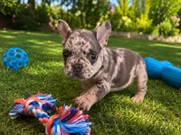 Michael Angelo (On Hold), a male French Bulldog for sale in Denver, CO – 1 of 3