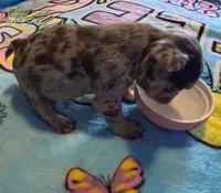 Donatello, a male French Bulldog for sale in Denver, CO – 4 of 4