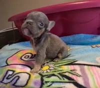 Raphaello, a male French Bulldog for sale in Denver, CO – 2 of 4
