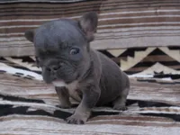 Leonardo, a male French Bulldog for sale in Denver, CO – 1 of 4