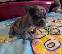 Donatello, a male French Bulldog for sale in Denver, CO – 3 of 4