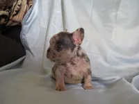 Michael Angelo, a male French Bulldog for sale in Denver, CO – 1 of 4