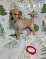 Cayenne, a female Golden Retriever for sale in Collins, MO – Photo 5 of 10