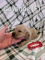 Cayenne, a female Golden Retriever for sale in Collins, MO – Photo 8 of 10