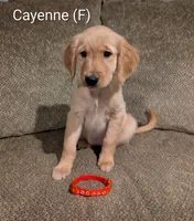 Cayenne, a female Golden Retriever for sale in Collins, MO – Photo 2 of 10