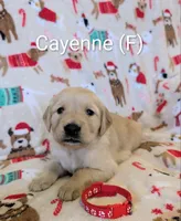 Cayenne, a female Golden Retriever for sale in Collins, MO – Photo 7 of 10