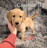 Cayenne, a female Golden Retriever for sale in Collins, MO – Photo 4 of 10