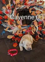 Cayenne, a female Golden Retriever for sale in Collins, MO – Photo 10 of 10