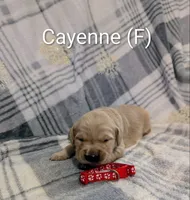 Cayenne, a female Golden Retriever for sale in Collins, MO – Photo 9 of 10