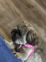 Coco, a female Shih Tzu for sale in Houston, TX – 4 of 10