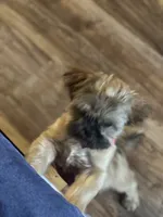 Coco, a female Shih Tzu for sale in Houston, TX – 8 of 10