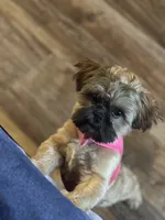 Coco, a female Shih Tzu for sale in Houston, TX – 1 of 10