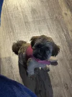 Coco, a female Shih Tzu for sale in Houston, TX – 3 of 10