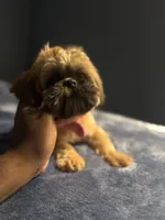 Coco, a female Shih Tzu for sale in Houston, TX – 5 of 10