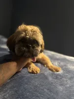 Coco, a female Shih Tzu for sale in Houston, TX – 6 of 10