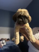 Coco, a female Shih Tzu for sale in Houston, TX – 7 of 10