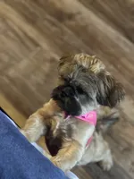 Coco, a female Shih Tzu for sale in Houston, TX – 2 of 10