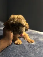 Coco, a female Shih Tzu for sale in Houston, TX – 10 of 10
