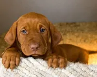 pepper, a female Vizsla for sale in Villard, MN – Photo 2 of 2