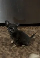  Lil Button , a male Chihuahua for sale in Walterboro, SC – Photo 3 of 5