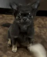  Lil Button , a male Chihuahua for sale in Walterboro, SC – Photo 1 of 5