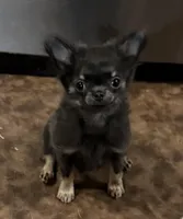  Lil Button , a male Chihuahua for sale in Walterboro, SC – Photo 2 of 5