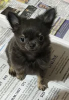  Lil Button , a male Chihuahua for sale in Walterboro, SC – Photo 5 of 5