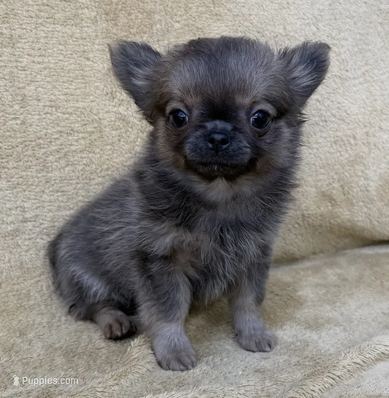 Rudy  – Chihuahua puppy for sale in Walterboro, SC