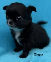 Little Elmer, a male Chihuahua for sale in Walterboro, SC – 3 of 3