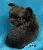 Faye, a female Chihuahua for sale in Walterboro, SC – 2 of 4