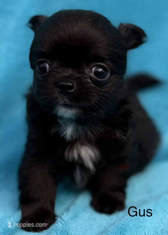 Tiny Gus – Chihuahua puppy for sale in Walterboro, SC