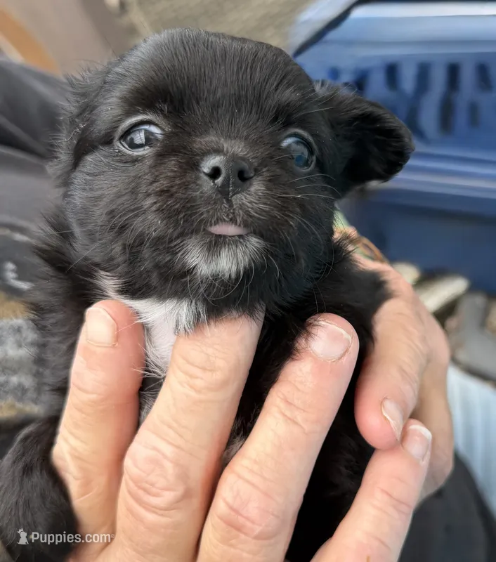 Branch – Chihuahua puppy for sale in Walterboro, SC