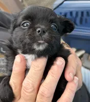 Branch, a male Chihuahua for sale in Walterboro, SC – 1 of 5