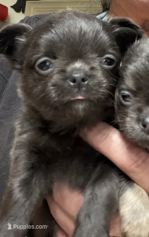 Hickory  – Chihuahua puppy for sale in Walterboro, SC