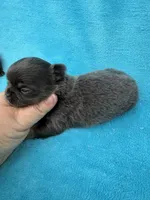 Creek , a male Chihuahua for sale in Walterboro, SC – 3 of 4