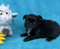 Branch, a male Chihuahua for sale in Walterboro, SC – 4 of 5