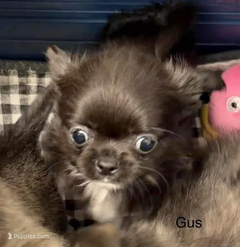 Tiny Gus – Chihuahua puppy for sale in Walterboro, SC