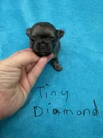 Tiny Diamond , a male Chihuahua for sale in Walterboro, SC – 1 of 3