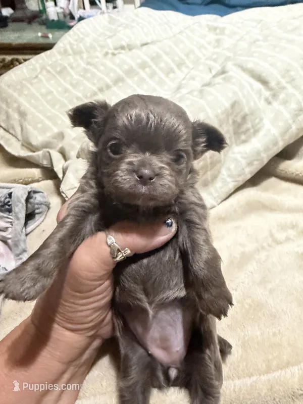 Poppy – Chihuahua puppy for sale in Walterboro, SC