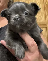 Hickory , a male Chihuahua for sale in Walterboro, SC – 1 of 6