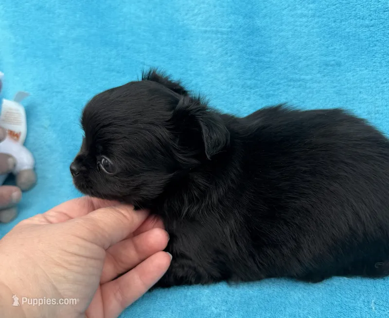 Branch – Chihuahua puppy for sale in Walterboro, SC