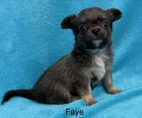 Faye, a female Chihuahua for sale in Walterboro, SC – 3 of 4