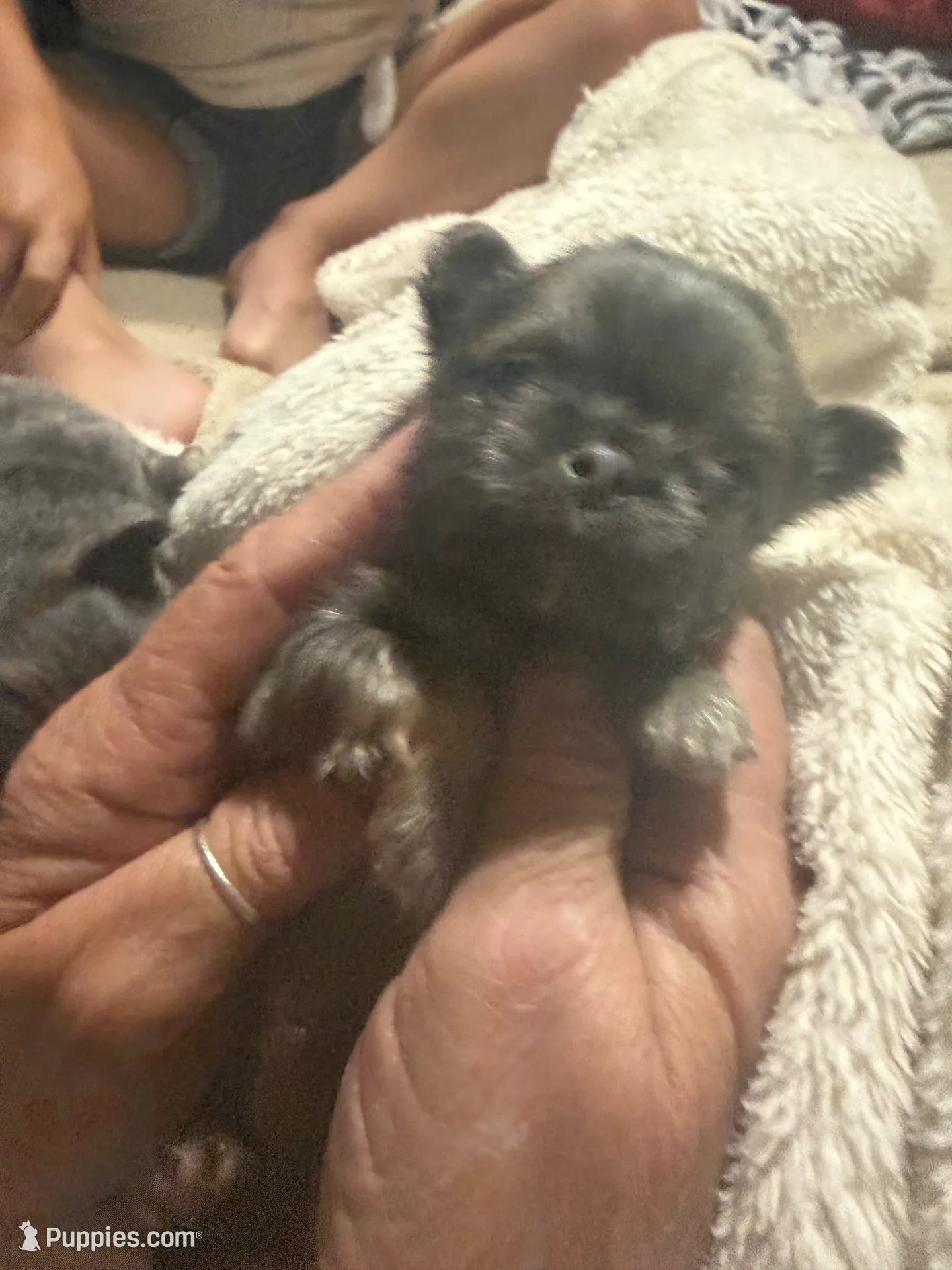 Tiny Diamond , a male Chihuahua for sale in Walterboro, SC – 2 of 3