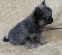 Rudy , a male Chihuahua for sale in Walterboro, SC – 5 of 5