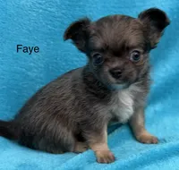 Faye, a female Chihuahua for sale in Walterboro, SC – 4 of 4