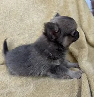 Rudy , a male Chihuahua for sale in Walterboro, SC – 3 of 5