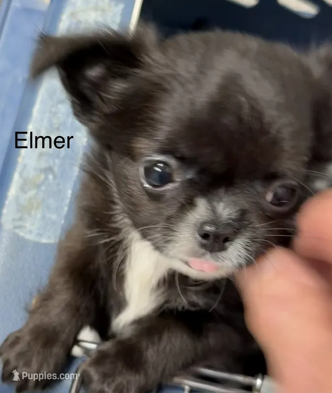 Little Elmer – Chihuahua puppy for sale in Walterboro, SC