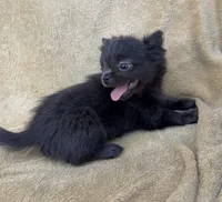 Theodore, a male Chihuahua for sale in Walterboro, SC – 3 of 4